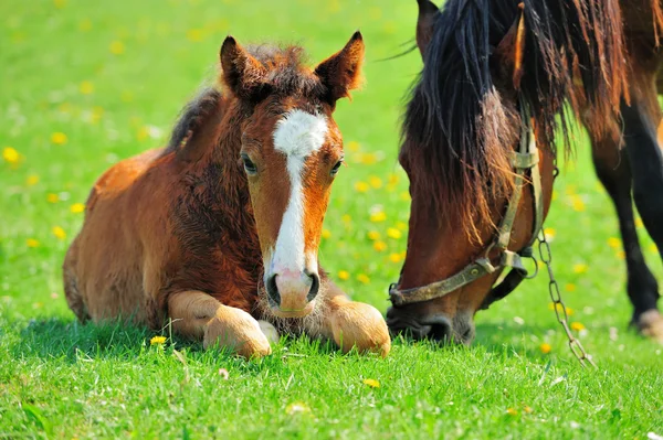 Horse — Stock Photo, Image