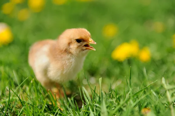 Маленька курка на траві — стокове фото