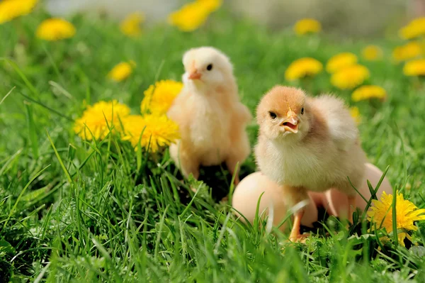 Kis csirke a fűben. — Stock Fotó