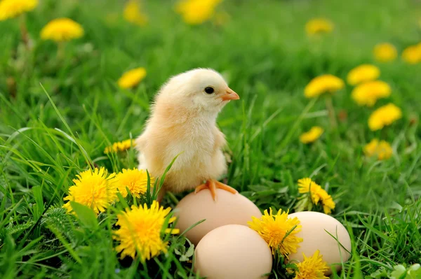 Frango na relva — Fotografia de Stock