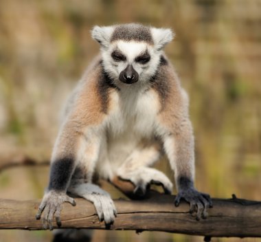 Lemur