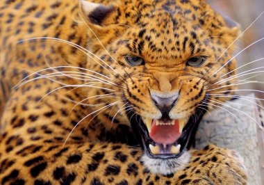 leopar
