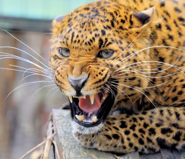 leopar