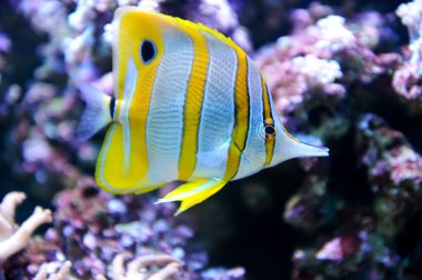 tropikal balık butterflyfish
