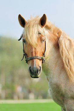 Colt bir çayır üzerinde