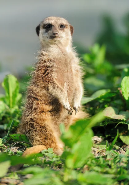 Meerkat. — Fotografia de Stock