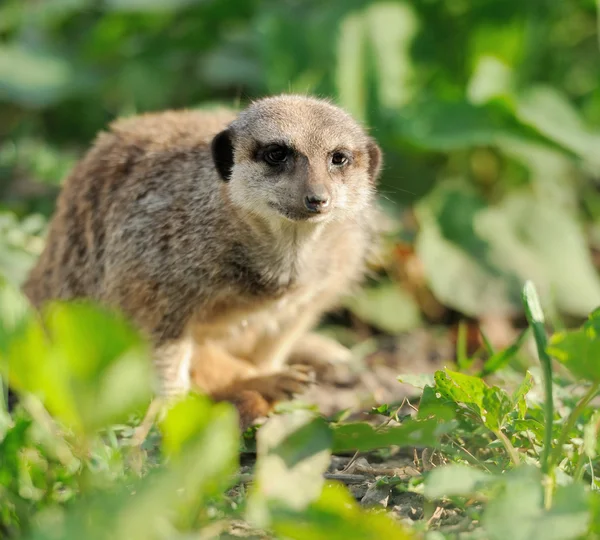 Erdmännchen — Stockfoto