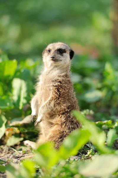 Meerkat — стокове фото