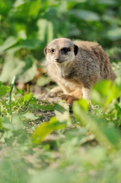 Meerkat. — Foto de Stock