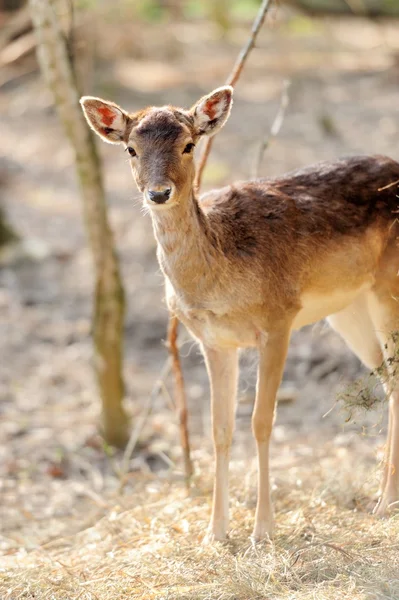 Deer op bos — Stockfoto