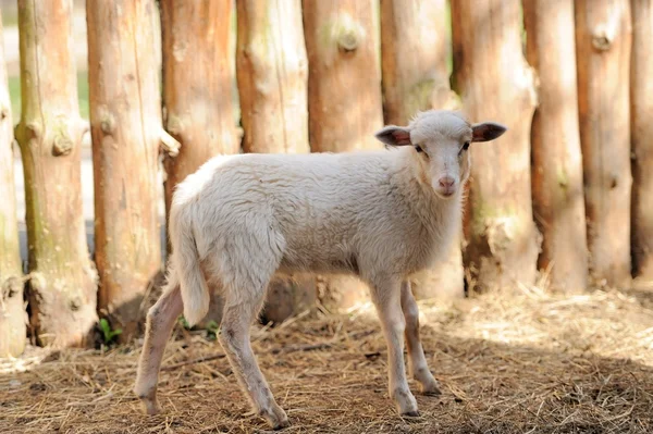 Küçük koyun — Stok fotoğraf