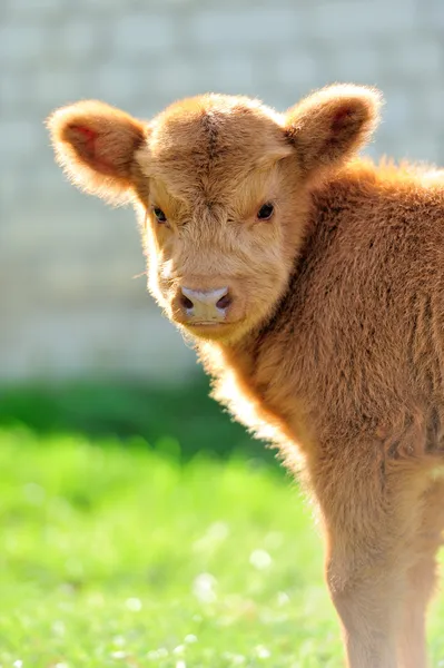 Bull, scottish highland cattlebýk, Skotský náhorní skot — Stock fotografie