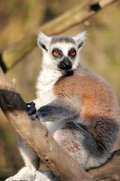 Lemur — Stockfoto