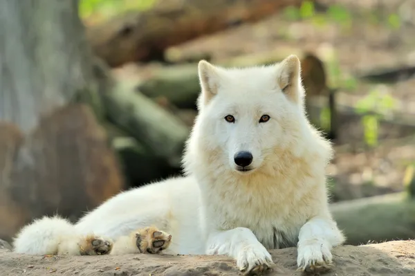 Witte wolf — Stockfoto