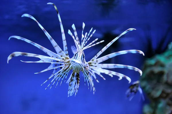 Lionfish — Stock Photo, Image