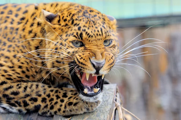 Leopard — Stockfoto