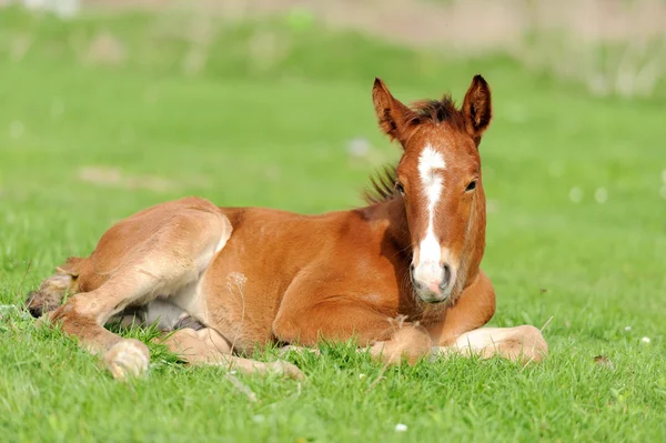 Colt em um prado — Fotografia de Stock