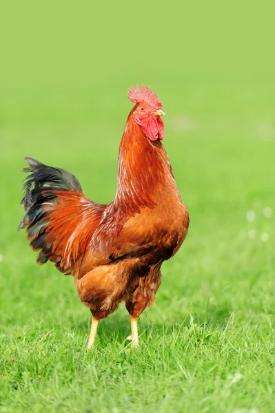 Rooster — Stock Photo, Image