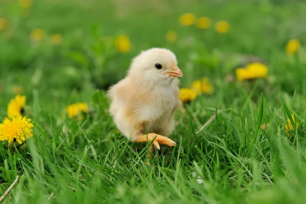 Pollito — Foto de Stock