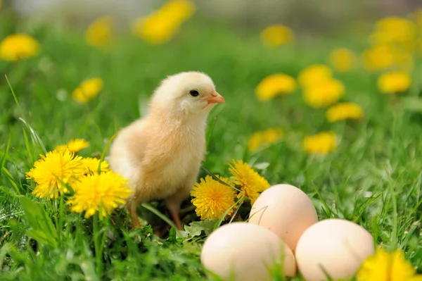 Little chicken — Stock Photo, Image