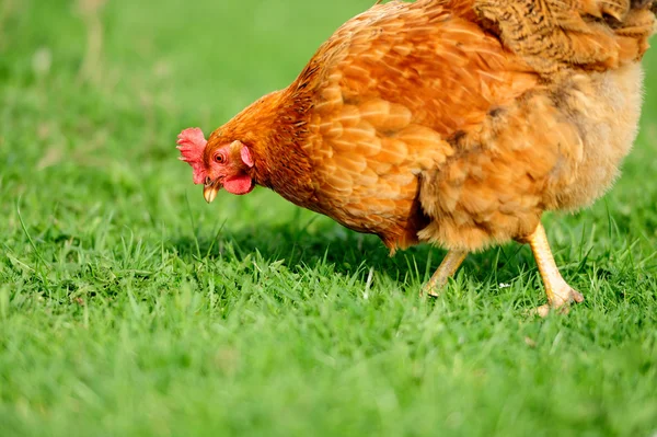 Hnědé kuře v trávě — Stock fotografie