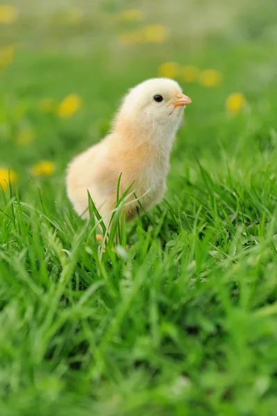 Hühnchen — Stockfoto