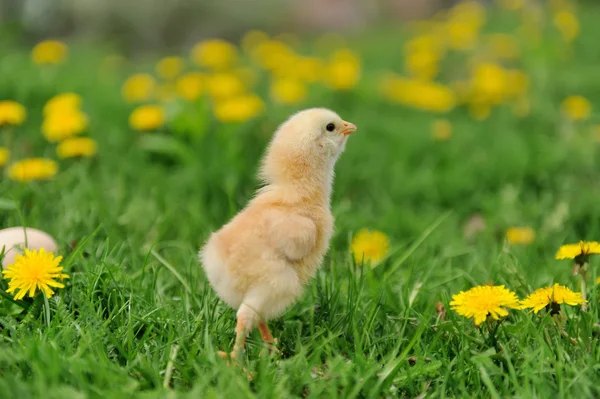 Pollito — Foto de Stock