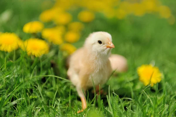 Pollito — Foto de Stock