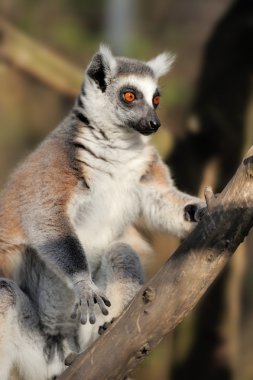 Lemur