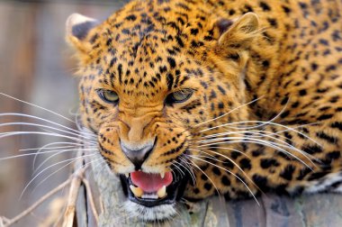 leopar