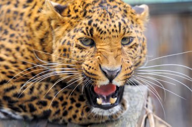 leopar