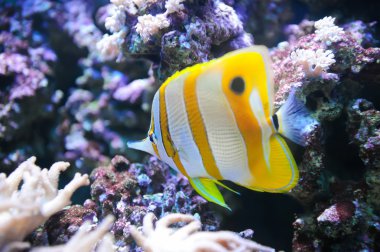 tropikal balık butterflyfish
