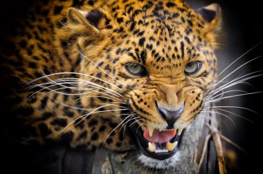 leopar