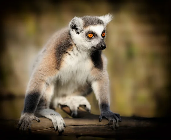 Lemur — Stockfoto