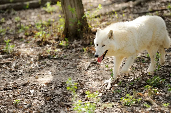 Witte wolf — Stockfoto