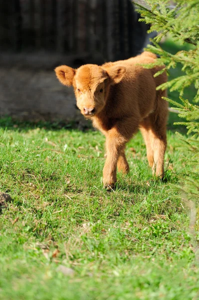 Bull, scottish highland cattle — Stock Photo, Image