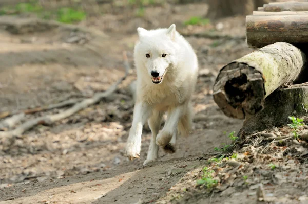 白狼 — ストック写真