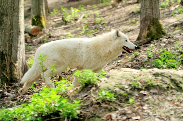 Witte wolf — Stockfoto