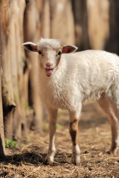 Young sheep — Stock Photo, Image