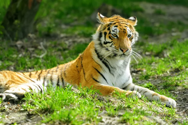 Tiger — Stockfoto