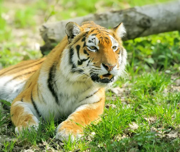 Tiger — Stockfoto