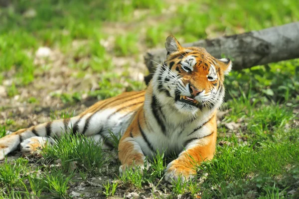 Tiger — Stockfoto