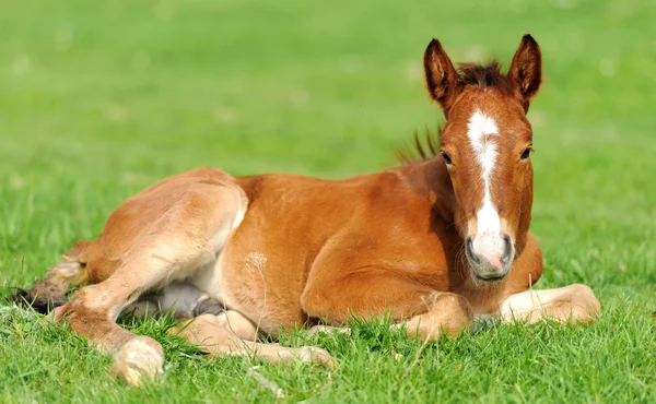 Caballo en un prado —  Fotos de Stock