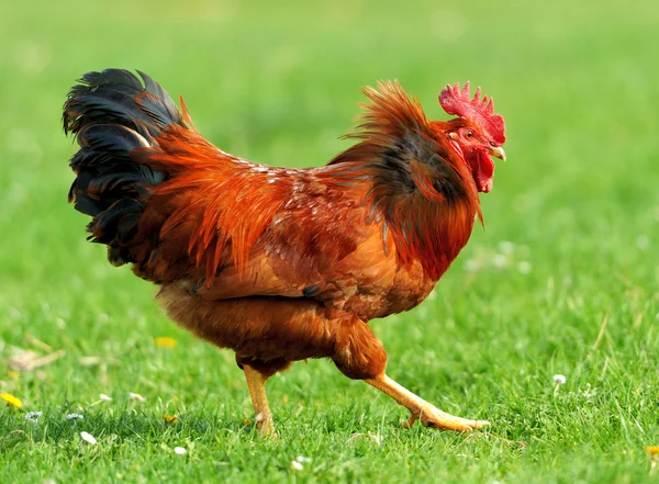 Rooster — Stock Photo, Image