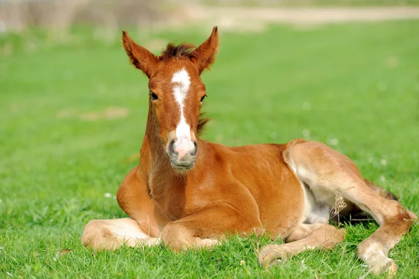 Cavalo em um prado — Fotografia de Stock