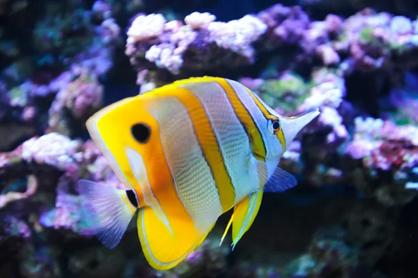熱帯魚チョウチョウウオ科 — ストック写真