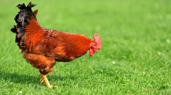 Rooster — Stock Photo, Image