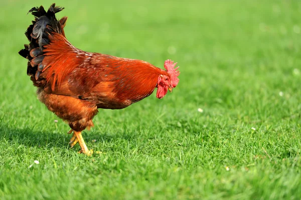 Rooster — Stock Photo, Image