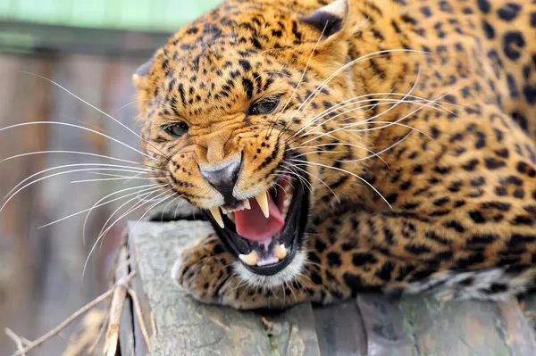 Leopardo — Fotografia de Stock