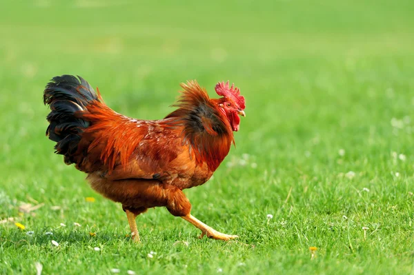 Rooster — Stock Photo, Image